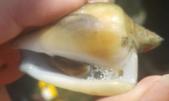 Laevistrombus turturella