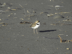Charadrius collaris