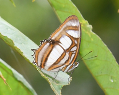 Metamorpha elissa