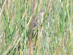 Spartonoica maluroides