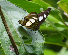 Metamorpha elissa