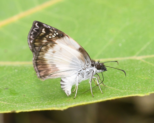 Illineatus Mylon