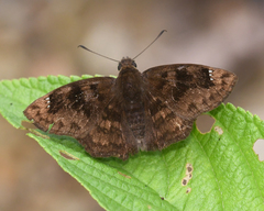Nisoniades mimas