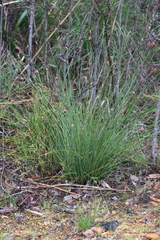 Johnsonia lupulina