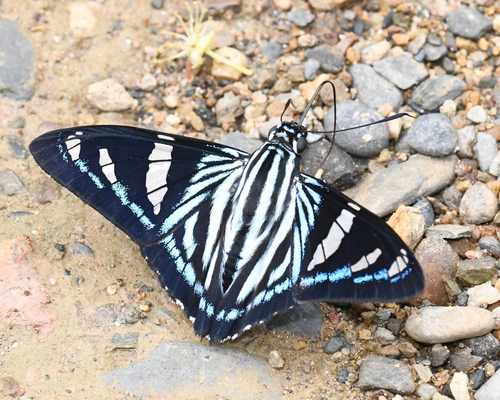 Mangrove Skipper