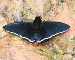 Pyrrhopyge phidias