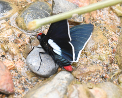 Pyrrhopyge phidias