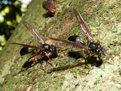 Agelaia panamaensis