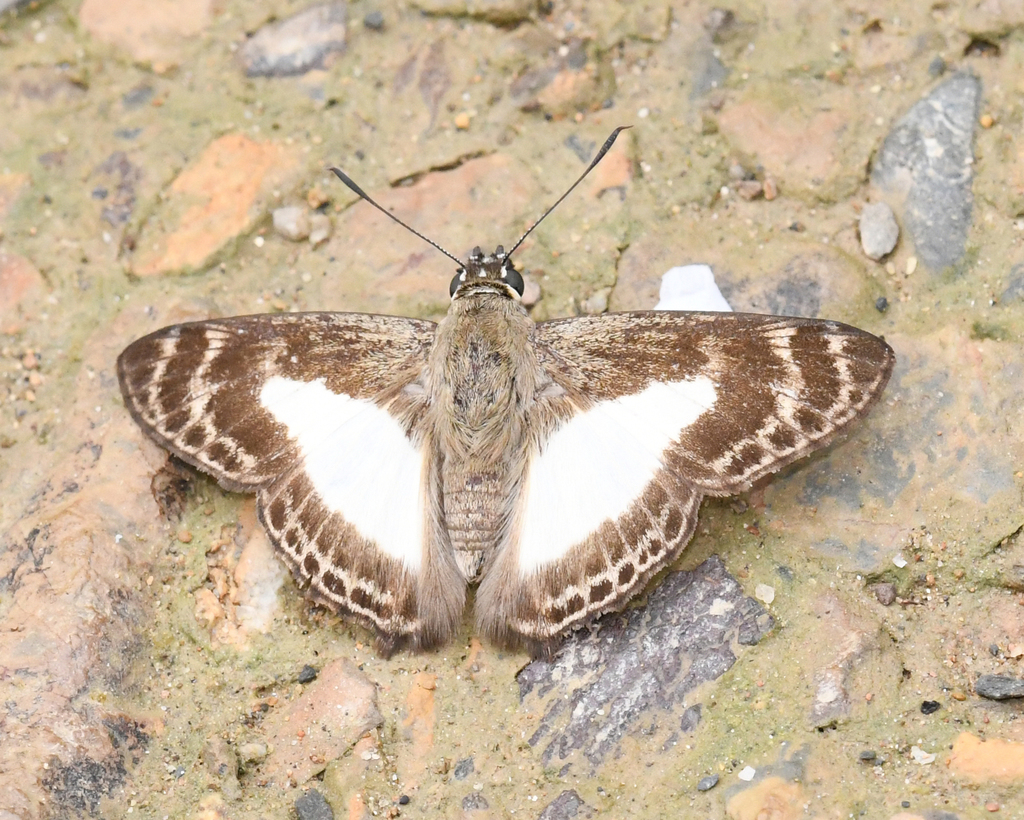 Sophista aristoteles