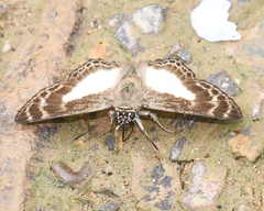 Sophista aristoteles