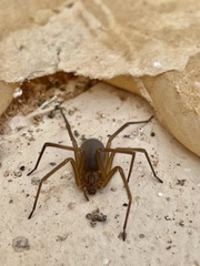 Loxosceles arizonica