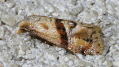 Cochylis caulocatax