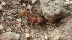 Pogonomyrmex californicus