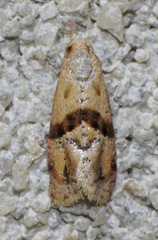 Cochylis caulocatax