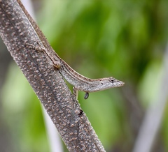 Anolis jubar oriens