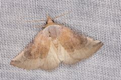 Mataeomera coccophaga