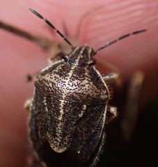 Trichopepla atricornis