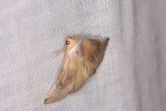 Mataeomera coccophaga