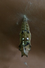 Nymphalis