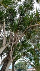 Beaucarnea