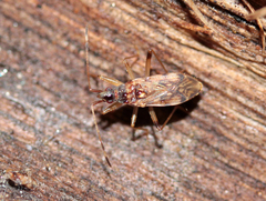 Ozophora occidentalis