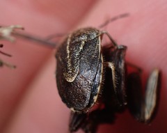 Trichopepla atricornis