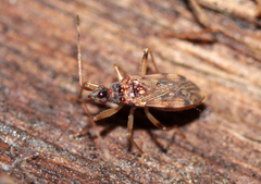 Ozophora occidentalis