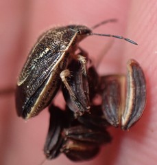 Trichopepla atricornis