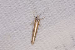 Catoryctis subparallela
