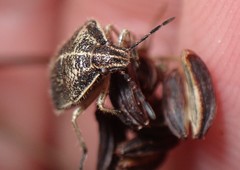 Trichopepla atricornis