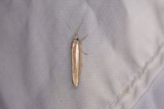 Catoryctis subparallela