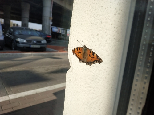 Scarce Tortoiseshell photo 3
