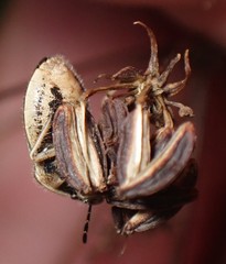 Trichopepla atricornis