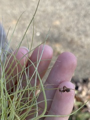 Ophiocordyceps camponoti-floridani