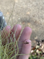 Ophiocordyceps camponoti-floridani