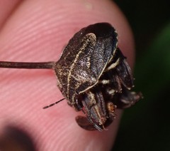 Trichopepla atricornis
