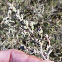 Cliffortia monophylla