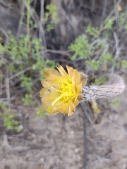 Pterocactus tuberosus