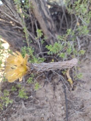 Pterocactus tuberosus