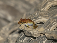 Pristimantis zeuctotylus