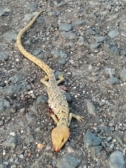 Gerrhonotus ophiurus