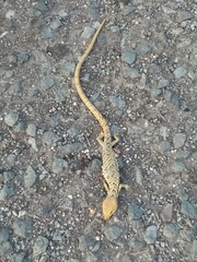 Gerrhonotus ophiurus
