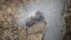 Metacyrba taeniola similis