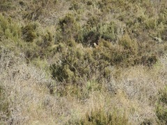 Sphenoeacus afer afer