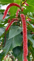 Acalypha hispida