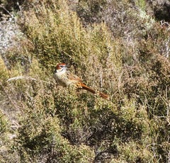 Sphenoeacus afer afer