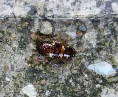 Periplaneta australasiae