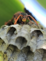 Polistes humilis humilis