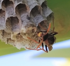 Polistes humilis humilis