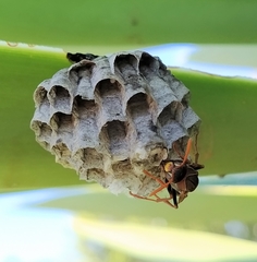 Polistes humilis humilis
